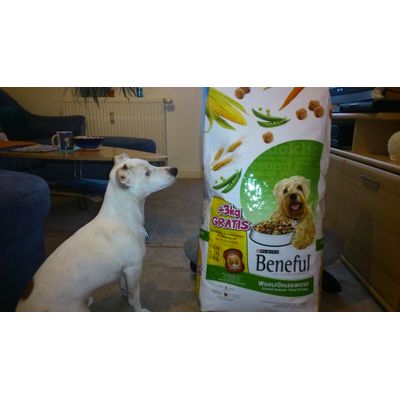 Viel Beneful für einen kleinen Hund
