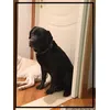 Il collare sul mio Labrador