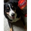 Momo loves Rocco Snacks