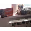cat model for Iams