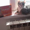 cat model for Iams