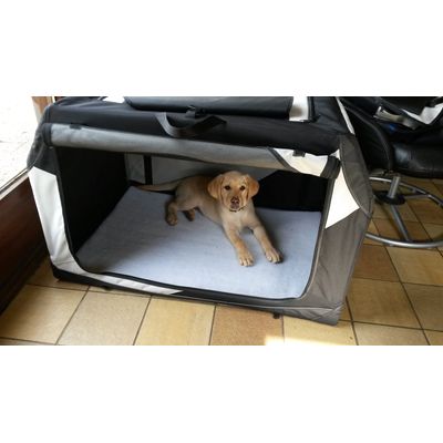 Pour un chiot labrador qui va vite grandir