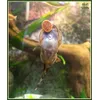 Gastromyzon Ocellatus vrouw aan de Tetrawafers