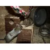 Degus 