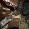 Degus