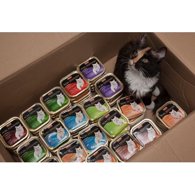 Katze Leila zufrieden Katzenfutter nass