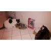 Gizmo und Prinzessin