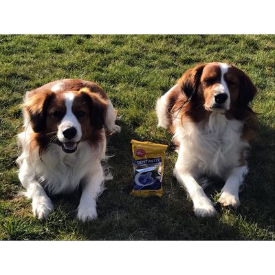 Unsere Jungs und ihre Dentastix