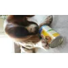 Sammy mag Pedigree