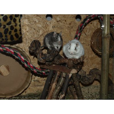 Degus auf Weinrebe