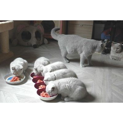 Kleine