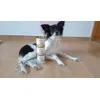 Almo nature Kalb 290g