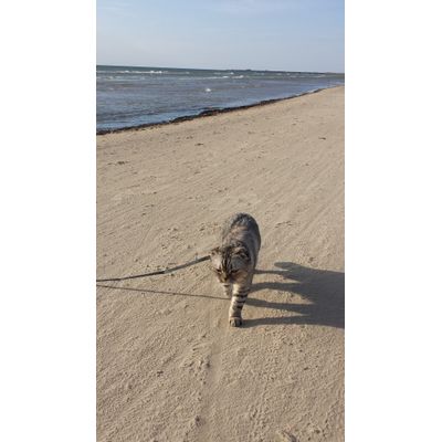 Trixie Katzengeschirr