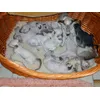 die Kittenstube