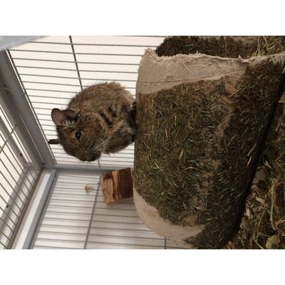 Degu auf der Heurolle