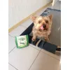 Greenies 