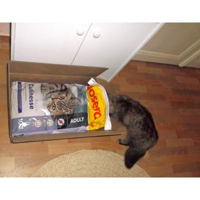 Katze Lusi