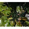 Unseren Fischen schmeckt das