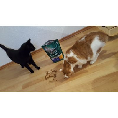 Die Variante Senior schmeckt