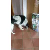 Ruby steht auf Boschfutter