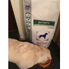 Labradors favourite