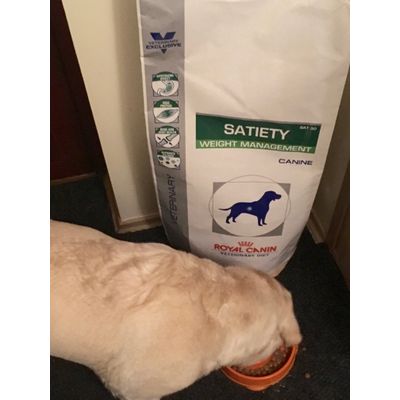Labradors favourite
