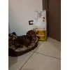 aaron