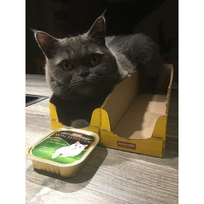 Molly und Animonda vom Feinsten