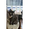 Royal Canin Renal with Chicken and Jacky