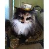 eine Prinzessin