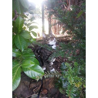 Mit Trixie Katzengeschirr im Garten