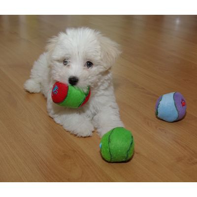 Toby