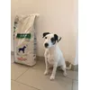 Chico et ses croquettes