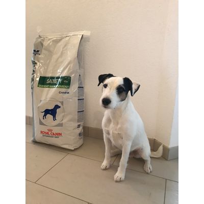 Chico et ses croquettes