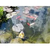 ein Teil unserer Fische