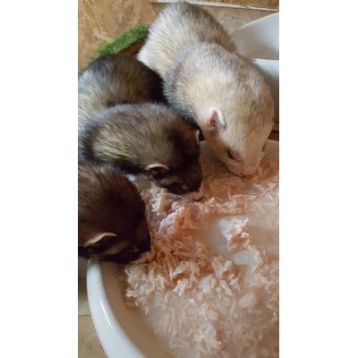 Frettchen