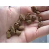 Kleine Brekkies in Fischform