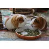 Meerschweinchen lieben JR Farm Raufutter