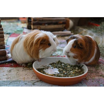 Meerschweinchen lieben JR Farm Raufutter