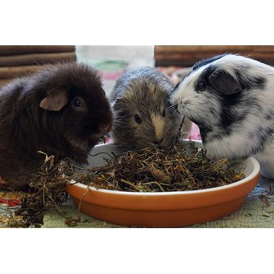 Meerschweinchen lieben JR Farm Raufutter