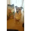Happy Dog - Happy Snoopy