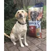 HappyDog