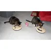 CatActive mit Whiskas Crunch
