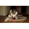 Foxy mit ihrem KONG-Stuff-A-Ball