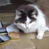 Miamor Milde Mahlzeit