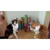 Meine Samtpfoten lieben ihr Catz Finefood