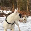 Bullterrier und Jack Russell Mischling