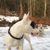 Bullterrier und Jack Russell Mischling