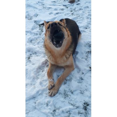 Rex