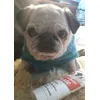Mopsdame Anke 15 Jahre